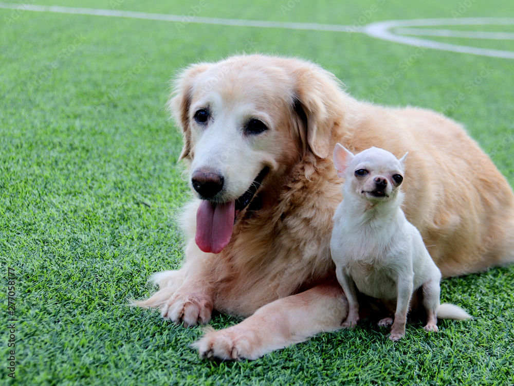 Big Golden retriever dog and small white Chihuahua sit close together on the green grass. Big Golden retriever dog and small white Chihuahua sit close together on the green grass.