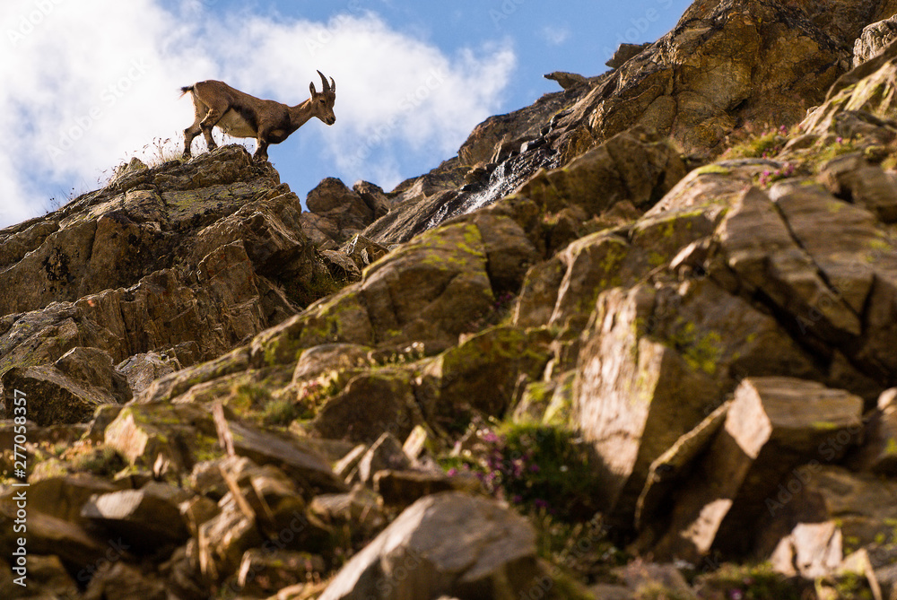 Ibex on the stone in Gran Paradiso national park fauna wildlife, Italy Alps mountains Ibex on the stone in Gran Paradiso national park fauna wildlife, Italy Alps mountains