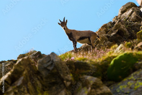 Ibex on the stone in Gran Paradiso national park fauna wildlife, Italy Alps mountains © Codegoni Daniele