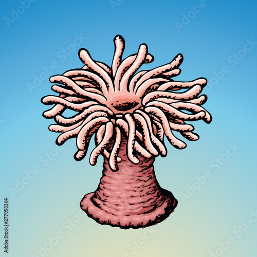 Sea anemone. Vector sketch