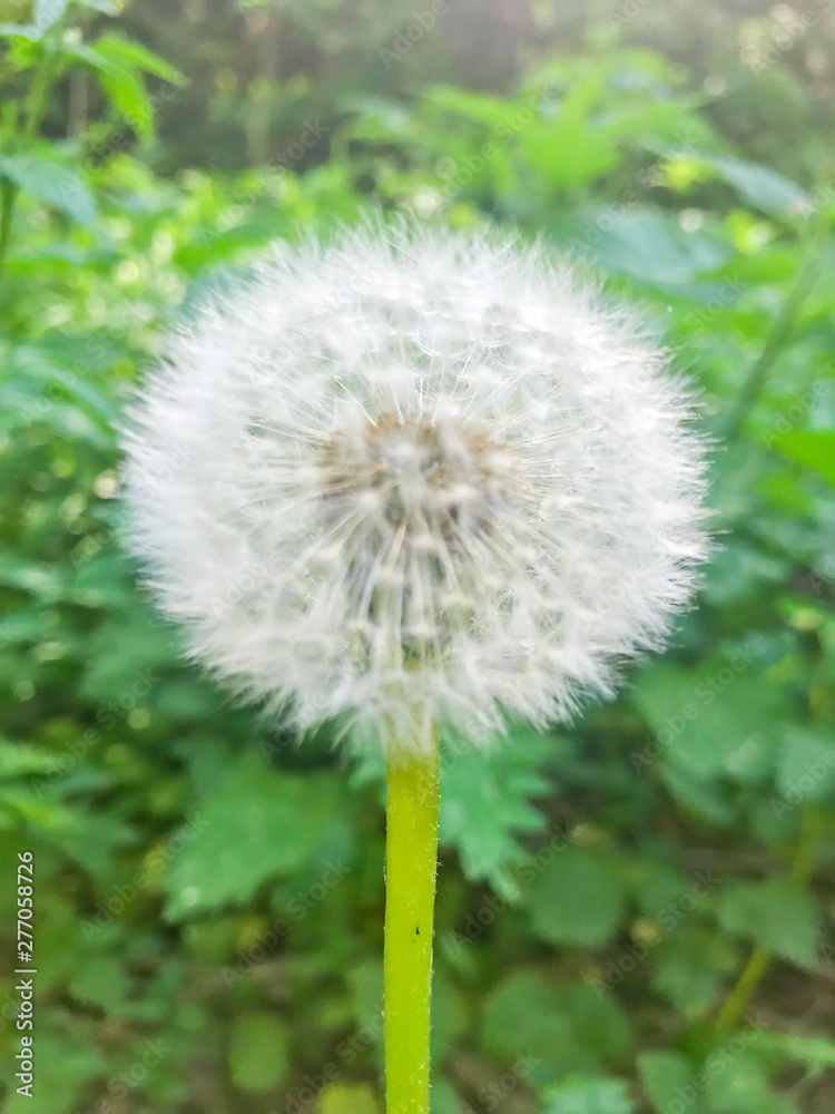 Faded white dandelion close up. Studio Photo Faded white dandelion close up. Studio Photo
