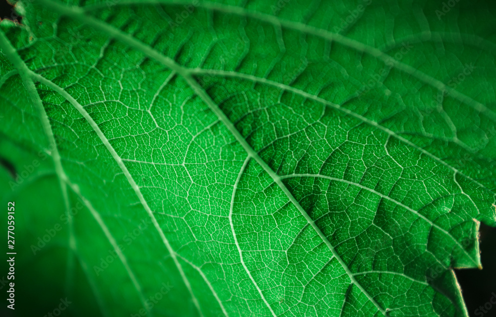 green leaf green leaf