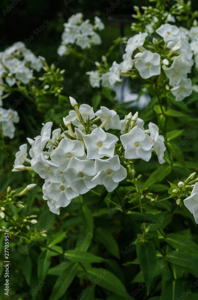 Branches of white phlox flowers with a garden in the village. Summer landscape.