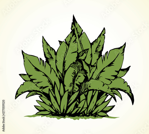 Tropical bush. Vector drawing