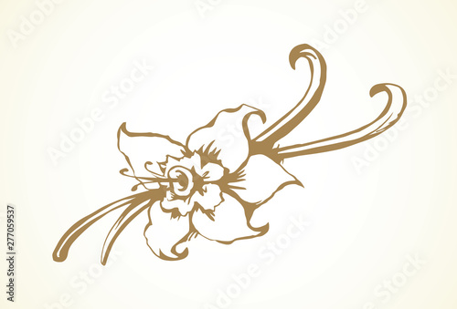 Vanilla. Vector drawing