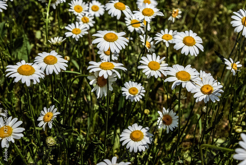  Camomile daisy flowers, field flowers, chamomile flowers, spring day. Wild chamomile flowers growing in the field
