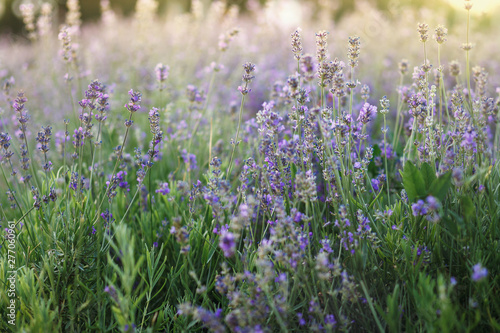Field with violet flowers of lavender.