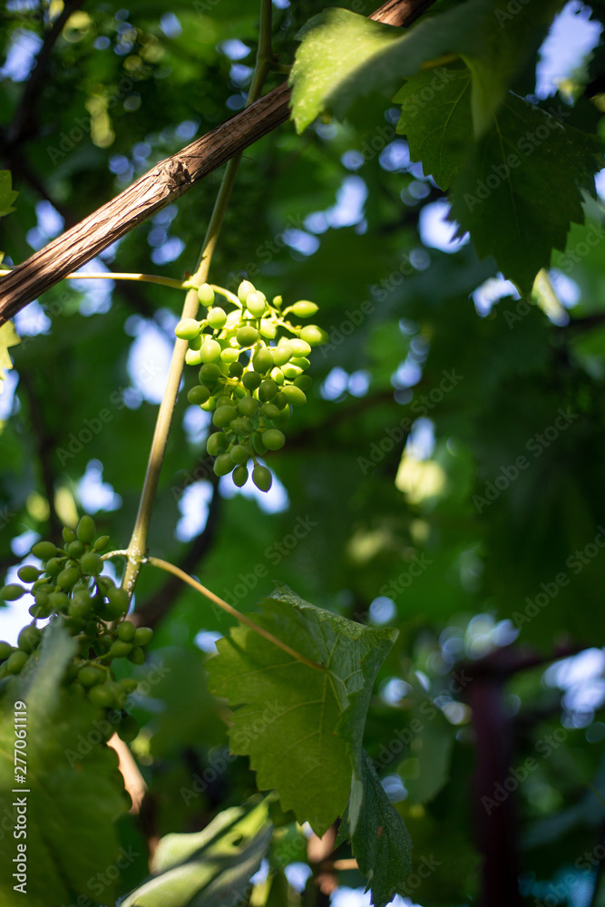 White wine grapes. Summer concept White wine grapes. Summer concept