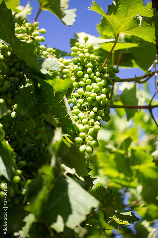 White wine grapes. Summer concept