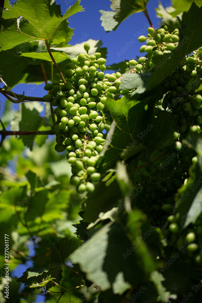 White wine grapes. Summer concept