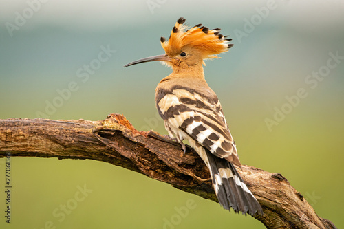 Eurasian Hoopoe perched on a branch