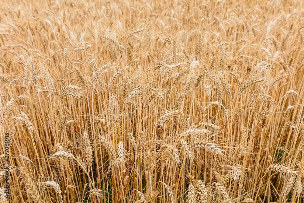 The field of ripe wheat. Before harvesting. Background for design The field of ripe wheat. Before harvesting. Background for design