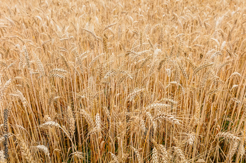 The field of ripe wheat. Before harvesting. Background for design