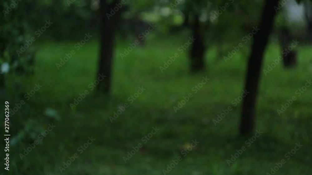 hand throws up a handful of yellow berries up close up against a background of green trees in an orchard in summer in the harvest season. hand throws up a handful of yellow berries up close up against a background of green trees in an orchard in summer in the harvest season.