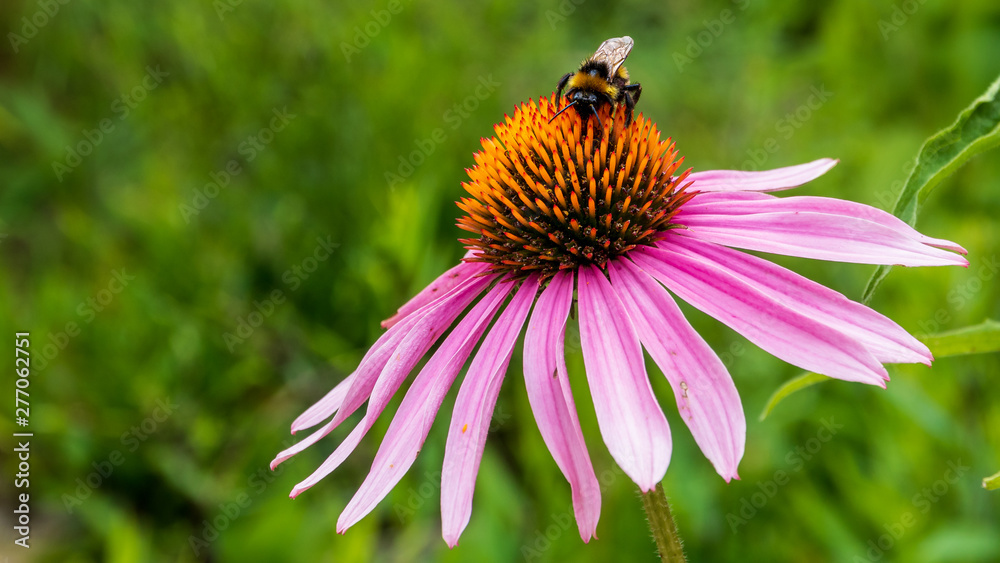 Bienen an Blume Bienen an Blume