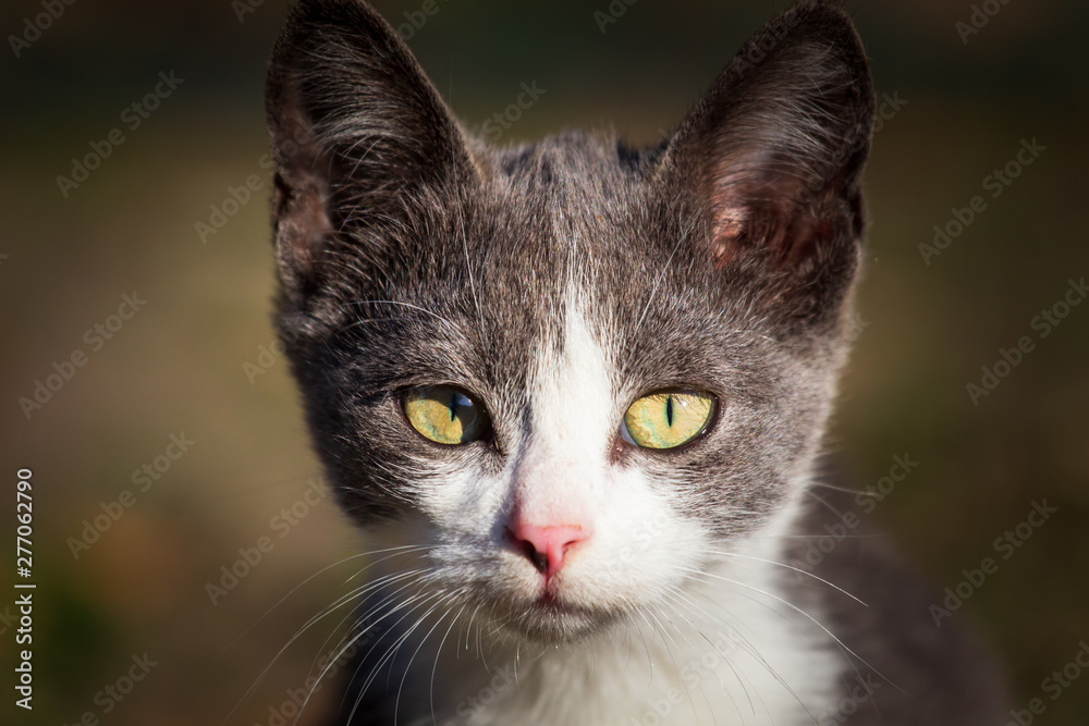 Small gray cat in the yard