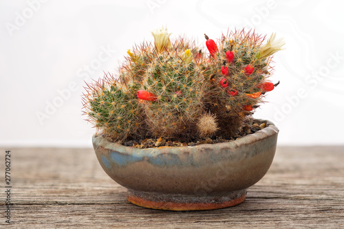 Mammillaria Kaktus Frucht rot