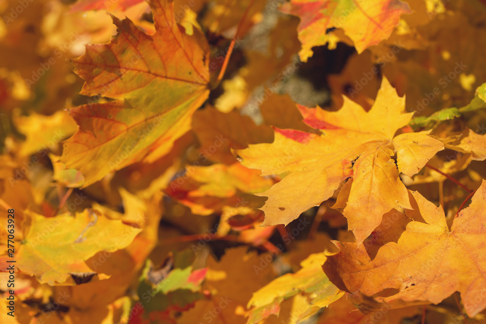 Red and Orange Autumn Leaves Background, Golden autumn in warm colors Red and Orange Autumn Leaves Background, Golden autumn in warm colors