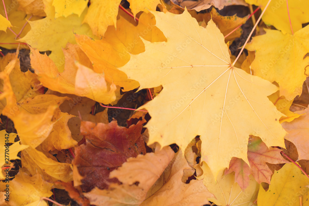 Red and Orange Autumn Leaves Background, Golden autumn in warm colors Red and Orange Autumn Leaves Background, Golden autumn in warm colors