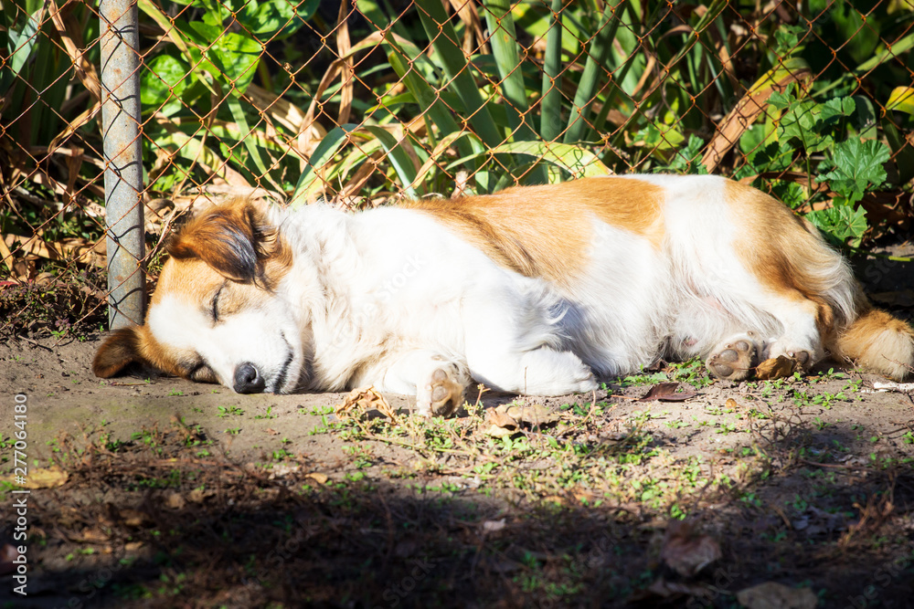 Cute brown and white puppy lying down outdoors in the green grass Cute brown and white puppy lying down outdoors in the green grass
