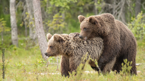 Two young brown bears mating in the Finnish bog near the Russian border