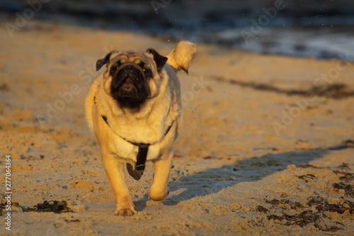 Pug runs along the seashore © Shcherbyna