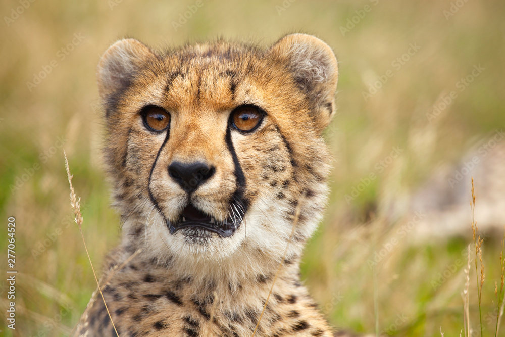 Portrait of young cheetah Portrait of young cheetah