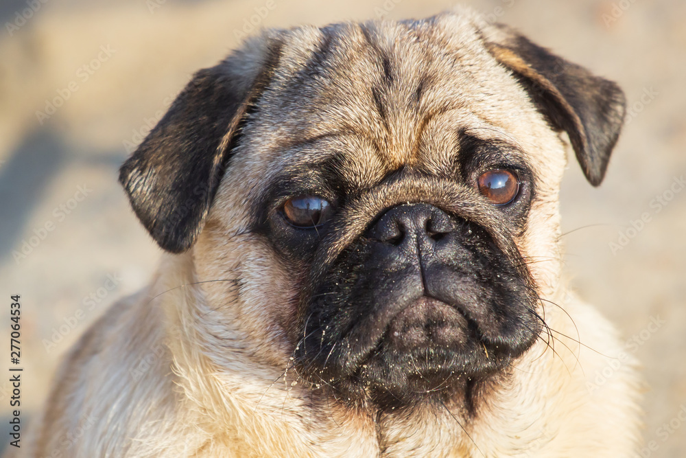 Obraz premium Portrait small pug dog