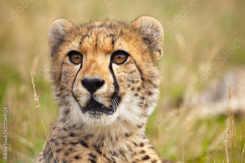 Portrait of young cheetah