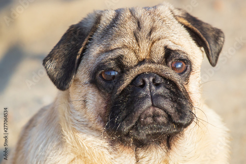 Fototapeta Naklejka Na Ścianę i Meble -  Portrait small pug dog