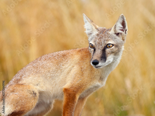 Canvas Print Corsac fox, vulpes corsac