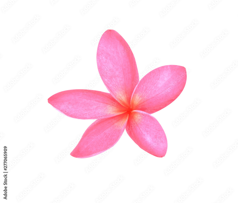 frangipani flowers isolated on white background frangipani flowers isolated on white background