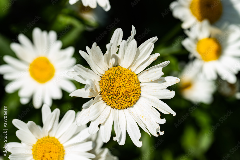 Obraz premium daisies in the garden