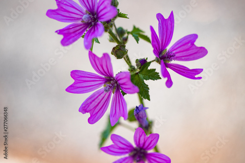 lilacflowers on a white background photo