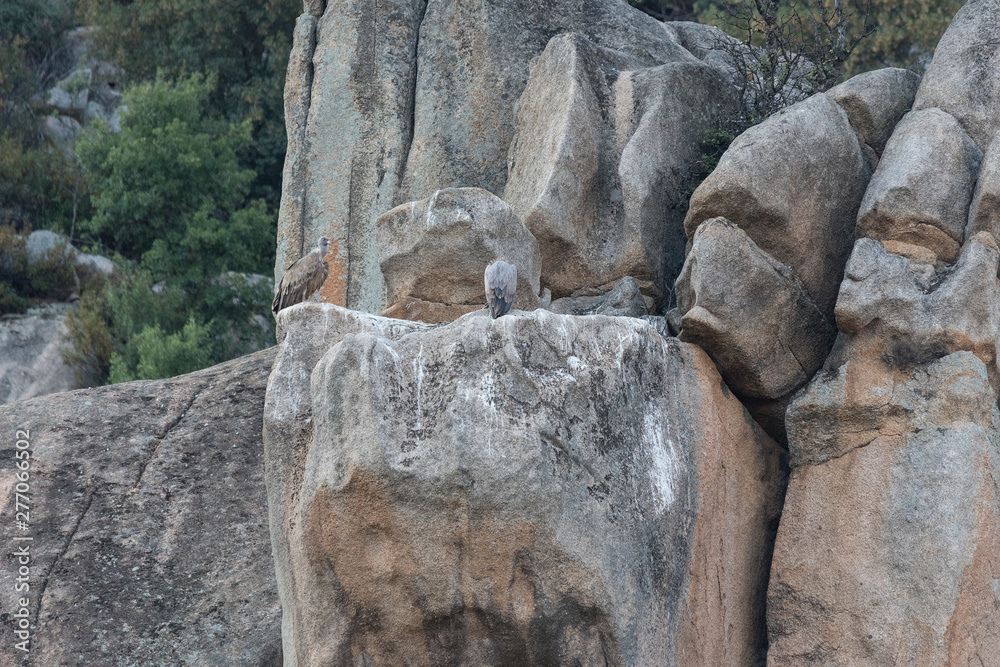 Fototapeta premium Pareja buitres
