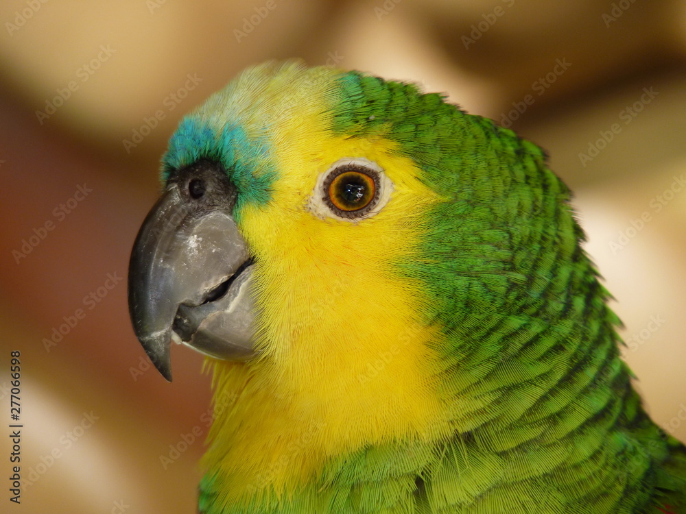 Fototapeta premium Amazona Aestiva (Papagaio-verdadeiro)