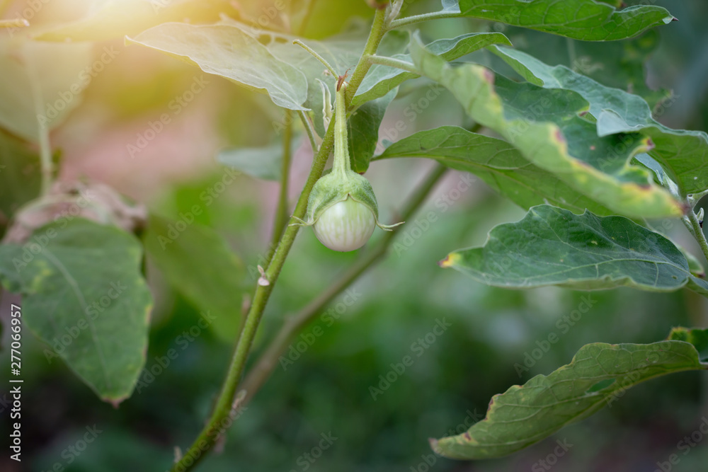 Closeup eggplant on organic garden Closeup eggplant on organic garden