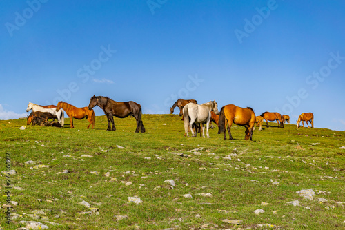 Horses grazing near seven rila lakes, Bulgaria photo