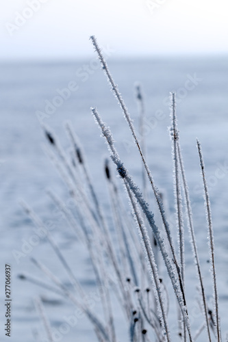 Hoarfrost on dry grass in winter.