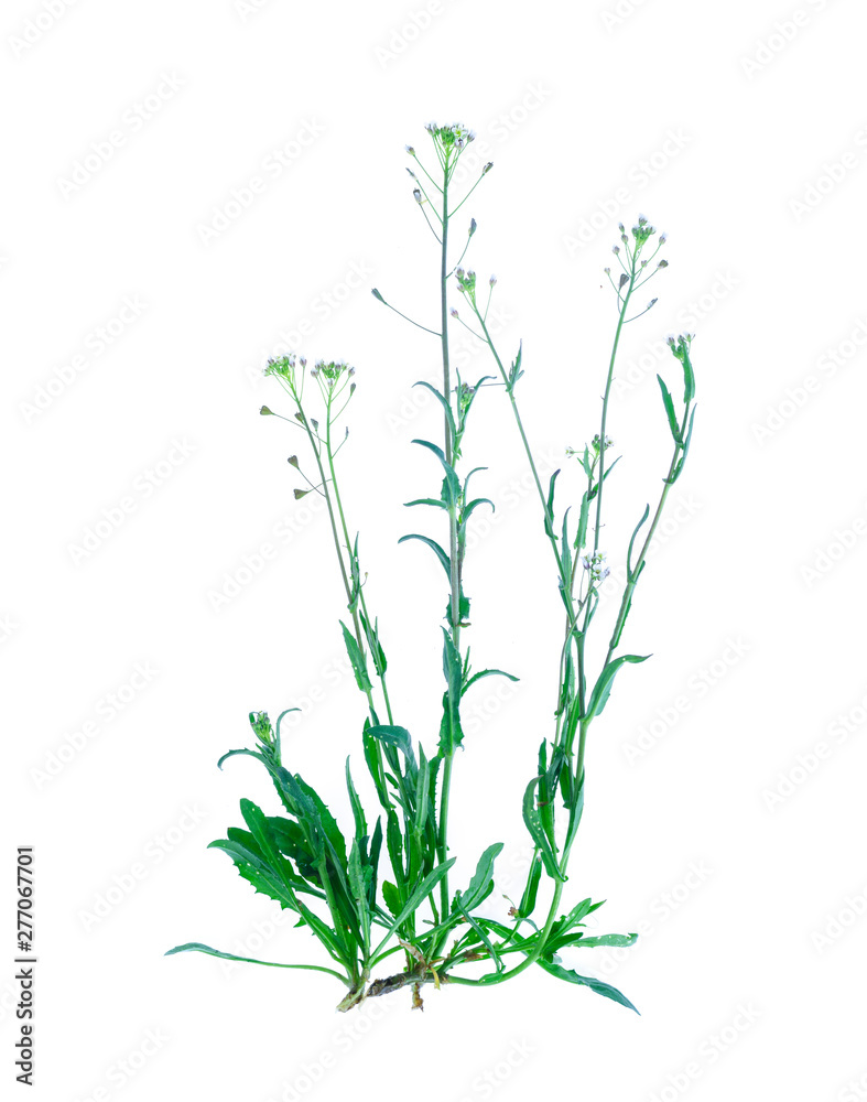 Fototapeta premium Capsella bursa-pastoris isolated on white background.