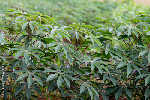 Cassava plant on field top agriculture in northern Thailand photo