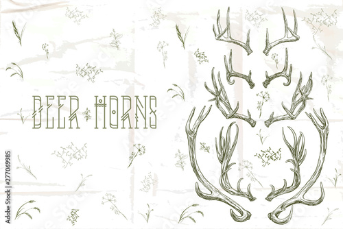 Vector illustration. Hand drawing on a graphic tablet. Set of deer horns.