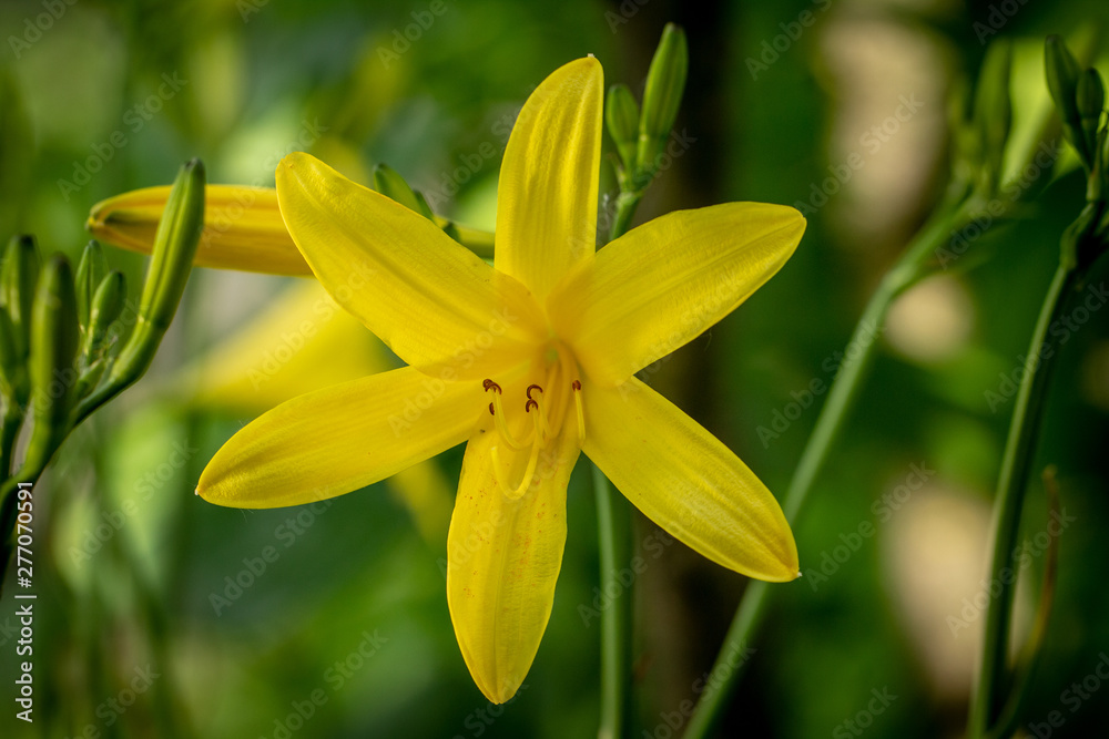 Soft focus photography of yellow lily flower Soft focus photography of yellow lily flower