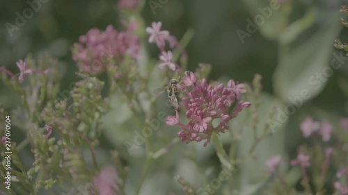 Wasp on flower - Guêpe sur Fleur