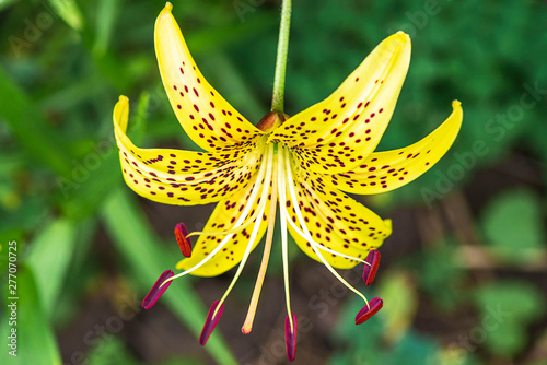 leopard yellow Lily flower at close range L.Pardalinum .Lily flower close up. Summer flowers photo