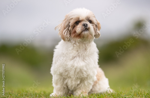 Fotografie Beautiful happy dog breeds
