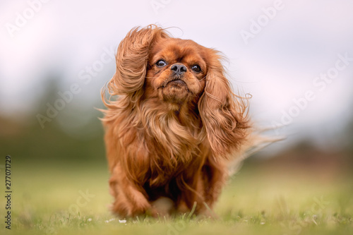 Bild auf Leinwand Beautiful happy dog breeds