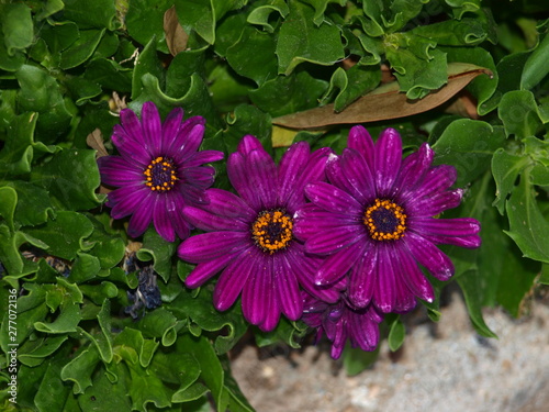 margaritas de flores moradas y polen dorado