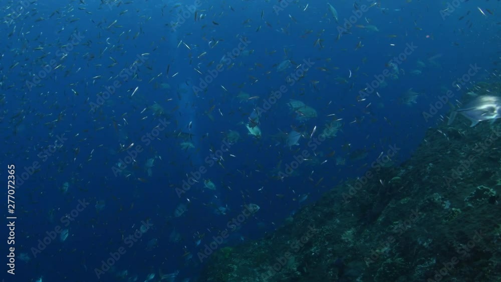 School of Bigeye trevally, Caranx sexfasciatusw with shoal of Glassfish School of Bigeye trevally, Caranx sexfasciatusw with shoal of Glassfish