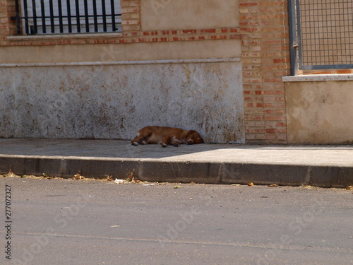perro abandonado durmiendo en la sombra